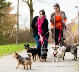 Como Oferecer Serviços de Cuidados e Passeios para Animais de Estimação com Baixo Custo Inicial